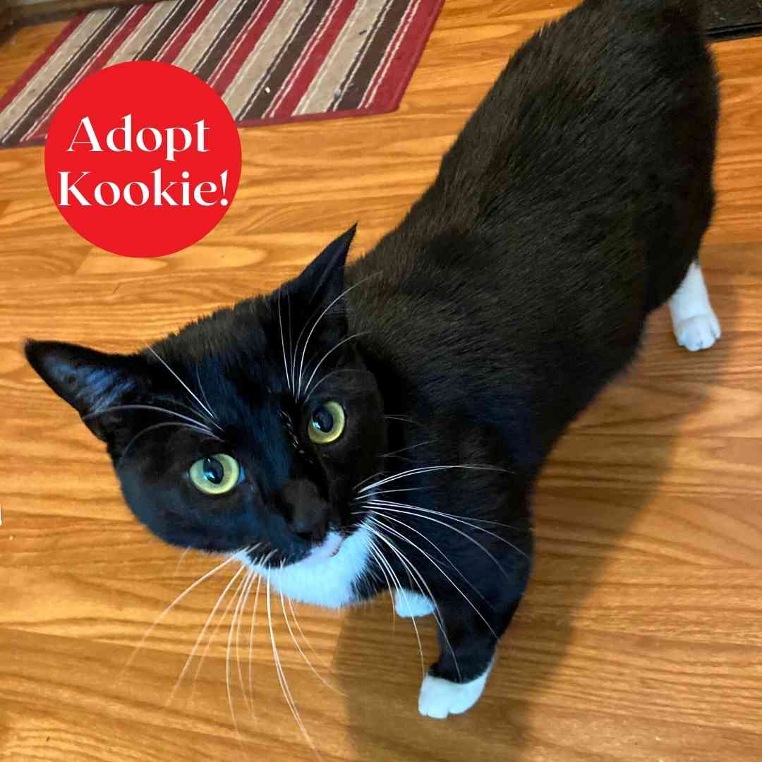 REHOMED Extra Adorable Black and White Tuxedo Cat in Atlanta Meet