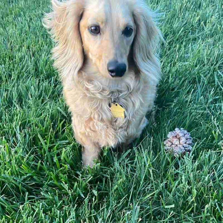 Red long coat miniature dachshund for adoption in palmdale ca – supplies included – adopt kronk
