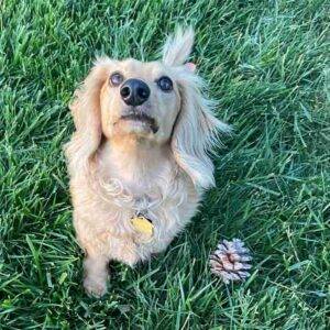 Red long haired miniature dachshund for adoption in palmdale california