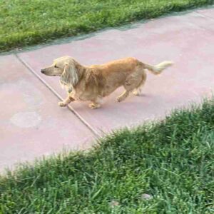 Long coat miniature dachshund for adoption in palmdale california