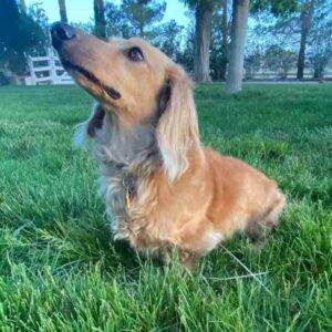 Handsome dachshund for adoption in palmdale ca - supplies included - adopt kronk
