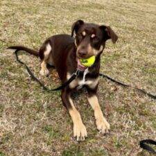 Doberman Pinscher Mix Dog For Adoption In Dallas TX - Supplies Included - Adopt Kya