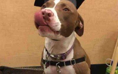 Denver co – pitbull pointer mix dog for private adoption – meet luna