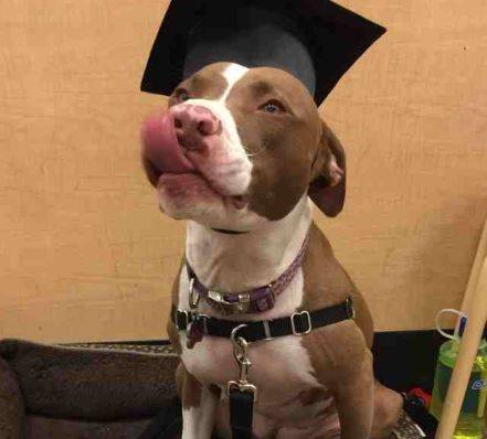 Denver CO - Pitbull Pointer Mix Dog For Private Adoption - Meet Luna