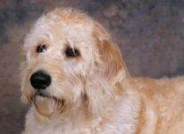 Labradoodle dog breed picture
