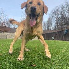 Labrador Retriever For Adoption In Newtown Square (Philadelphia) PA 1