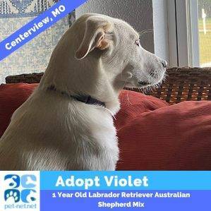 Affectionate Labrador Retriever Australian Shepherd Mix Dog For Adoption In Centerview MO – Adopt Violet