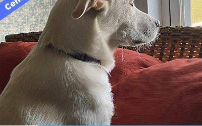 Affectionate Labrador Retriever Australian Shepherd Mix dog for Adoption in Centerview MO – Adopt Violet
