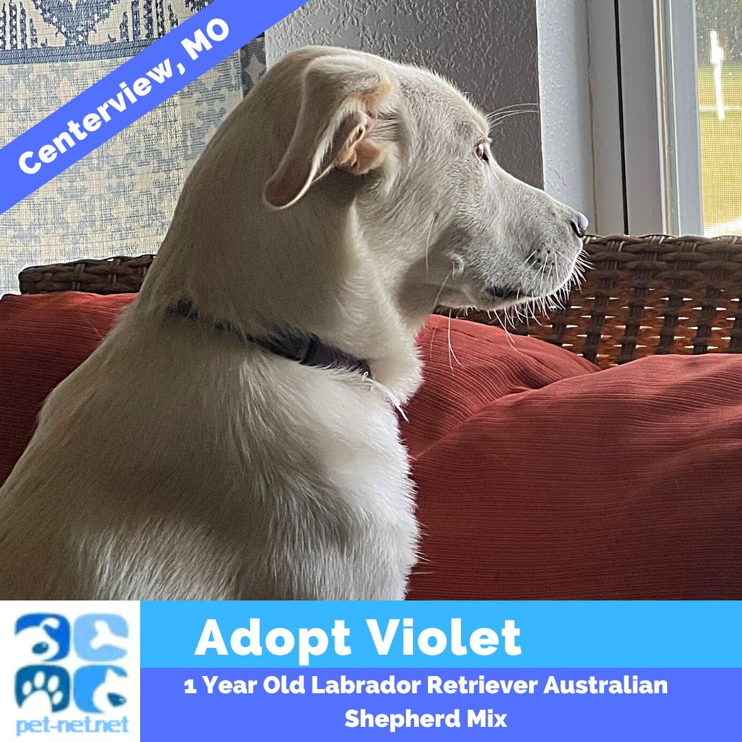 Affectionate Labrador Retriever Australian Shepherd Mix dog for Adoption in Centerview MO – Adopt Violet