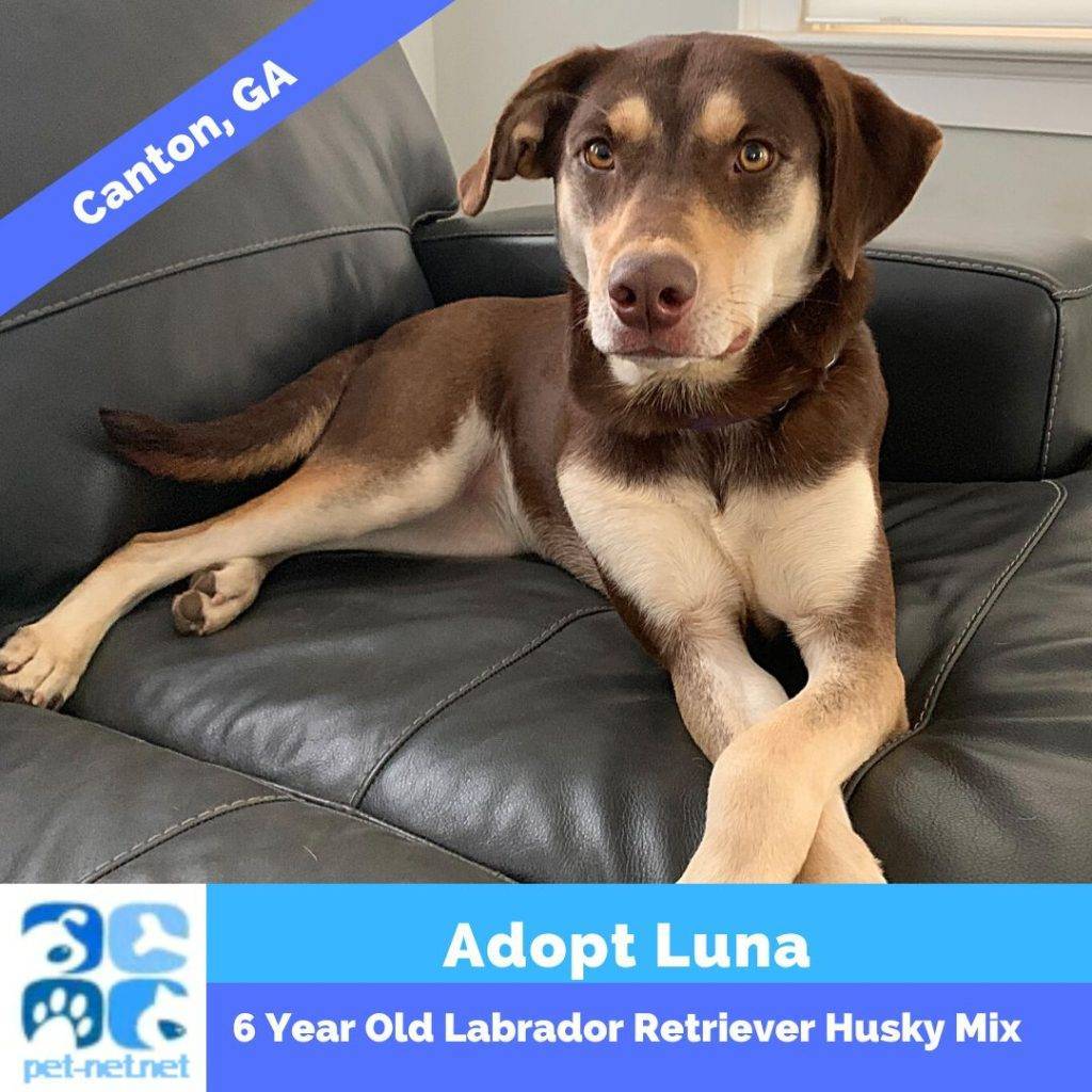 Labrador retriever husky mix adoption canton ga luna 1