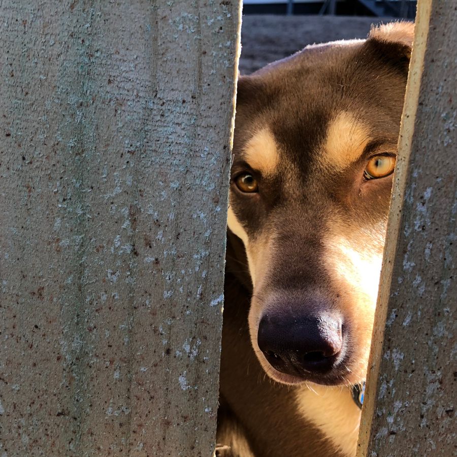 Labrador retriever husky mix adoption canton ga luna 5