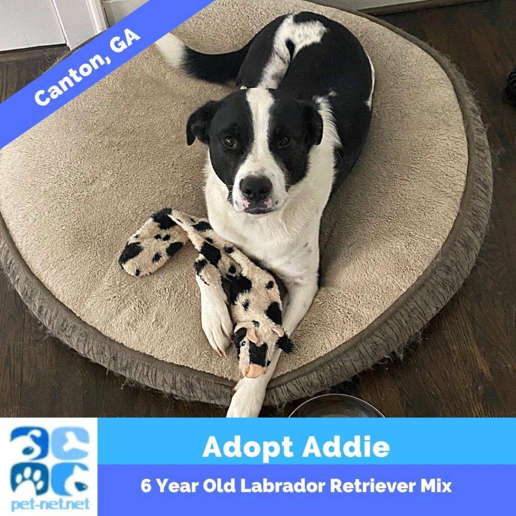 Labrador retriever mix adoption canton ga