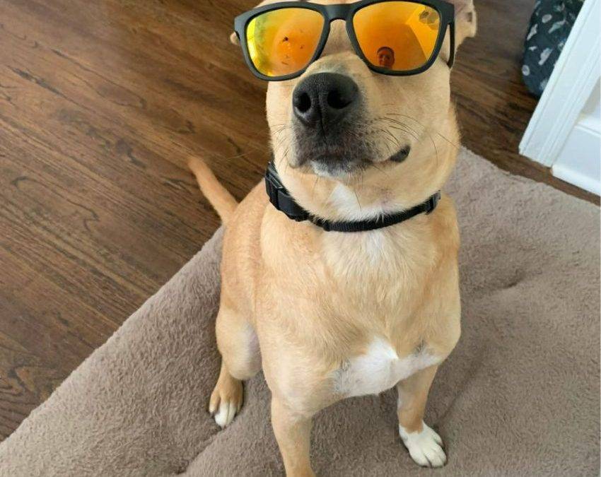 Yellow Labrador Retriever Mix for Adoption in Charleston South Carolina – Adopt Brody