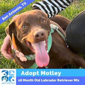 Chocolate labrador retriever mix dog for adoption in san antonio tx – adopt motley