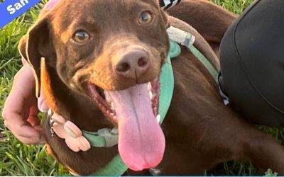 Chocolate Labrador Retriever Mix Dog for Adoption in San Antonio TX – Adopt Motley