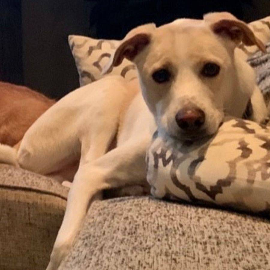 German Shepherd Labrador Retriever Mix Dog For Adoption in Houston TX