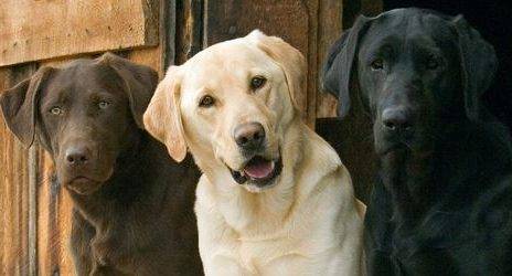 labrador retriever dog breed information
