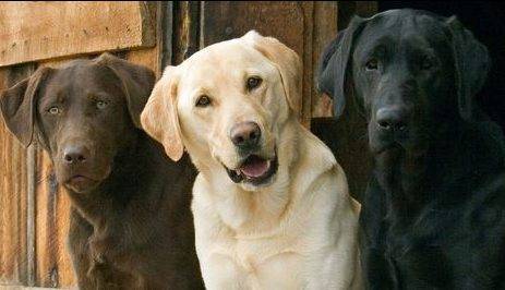 Find Labrador Retriever dogs and puppies for adoption by owner throughout the USA and Canada on Pet Net.