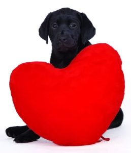 Pets for adoption near you, such as a black labrador retriever puppie sitting behind a big red plushy pillow are often found right here on pet rehoming network.