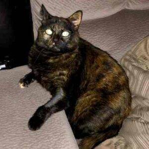 San diego ca – tortoiseshell cat for adoption – supplies included – adopt lacey today