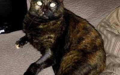 San diego ca – tortoiseshell cat for adoption – supplies included – adopt lacey today