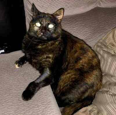 San Diego CA – Tortoiseshell Cat For Adoption – Supplies Included – Adopt Lacey Today