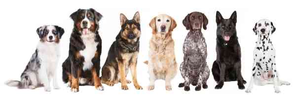 large dog breeds lined up
