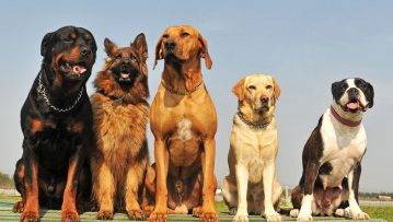 large dog breeds – Pet Rehoming Network