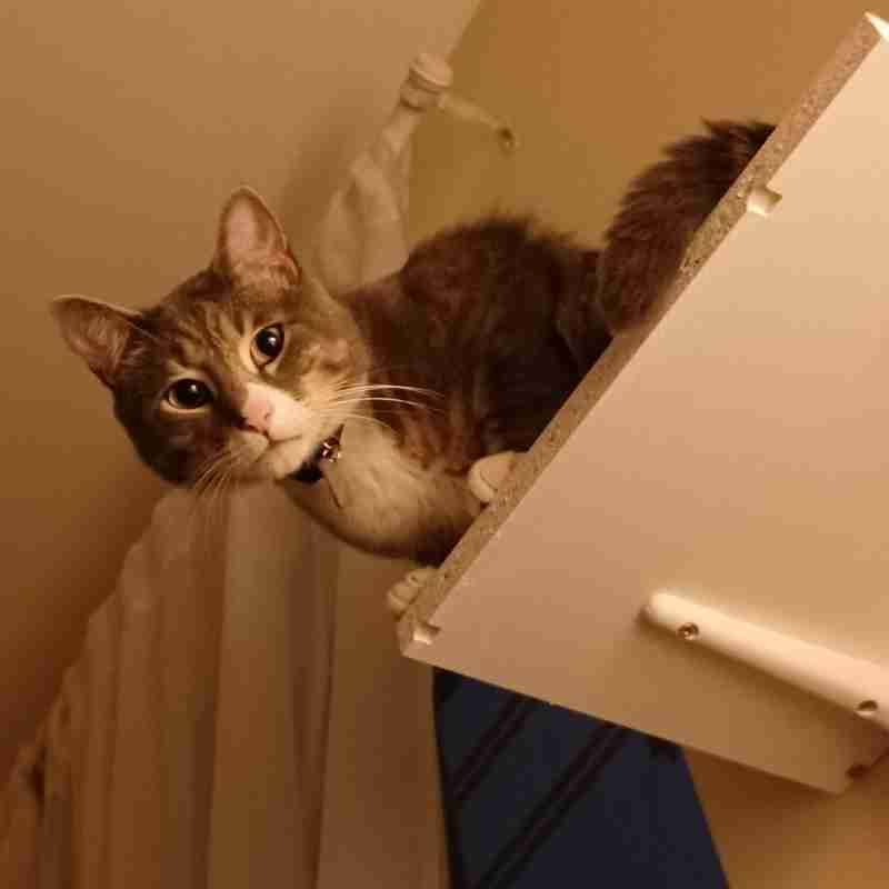 Stunning Brown Tabby Tuxedo Cat For Adoption in Brooklyn NY
