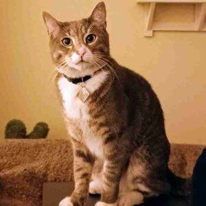 Stunning brown tabby tuxedo cat for adoption in brooklyn ny