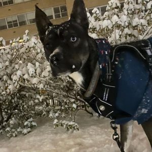 Lenny, a pitsky (siberian husky american pit bull terrer mix) dog for adoption philadelphia pa