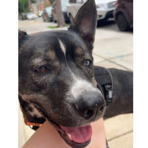 Philadelphia pa – 2 yo male pitsky (siberian husky x american pit bull terrier mix) for adoption – supplies included – adopt lenny