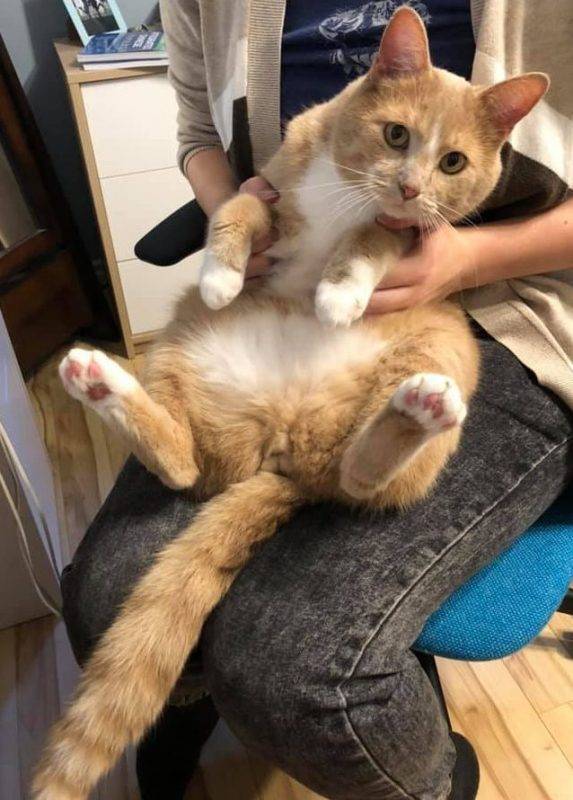 Orange Tabby Cat For Adoption in Edmonton AB Supplies Included