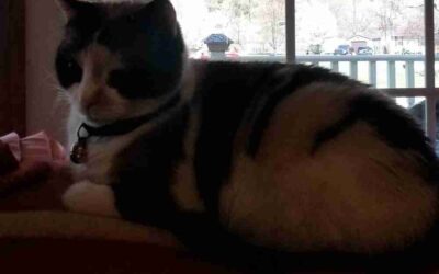 Pretty Calico Cat For Adoption Near Harrisburg in Julian Pennsylvania – Supplies Included – Adopt Lily