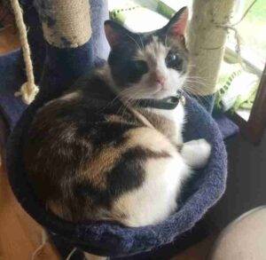 Adorable Calico Cat For Adoption