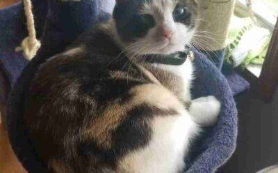 Pretty calico cat for adoption near harrisburg in julian pennsylvania – supplies included – adopt lily