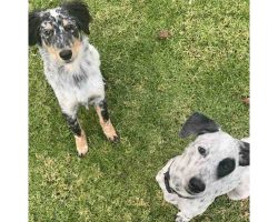 blue heeler for adoption