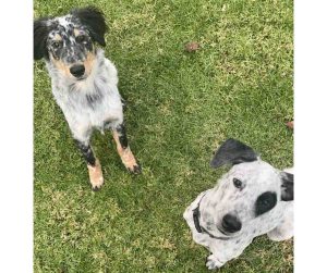 blue heeler for adoption in san diego Photo blue heeler for adoption in san diego