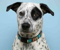 Portrait Of Lincoln, A Black And White Blue Heeler Dog For Adoption In San Diego Ca