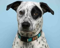 Portrait Of Lincoln, A Black And White Blue Heeler Dog For Adoption In San Diego Ca