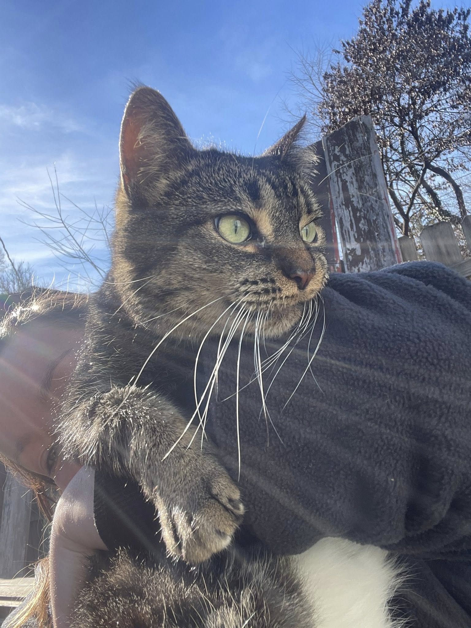 Cuddly Gray Tabby Cat for Adoption in Beavercreek Ohio – Meet Little Mama