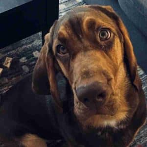 Stunning bloodhound puppy for adoption in marshfield ma – supplies included – adopt lizzie