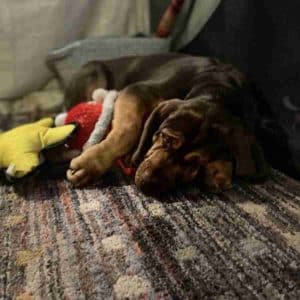 Bloodhound Puppy Adoption in Marshfield MA Adopt Lizzie