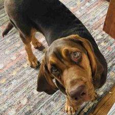 Bloodhound Puppy Adoption In Marshfield MA Adopt Lizzie