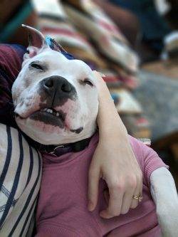 Sweet American Bulldog Pitbull Mix For Adoption On Kansas City MO – Supplies Included – Adopt Lola