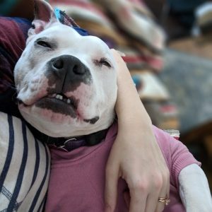Bulldog pitbull mix bullypit for adoption kansas city mo adopt lola