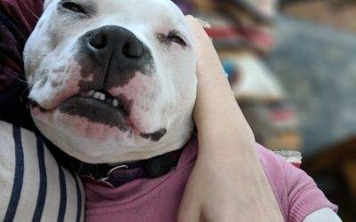 Sweet American Bulldog Pitbull Mix for Adoption on Kansas City MO – Supplies Included – Adopt Lola