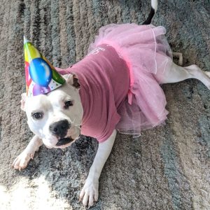 Bulldog pitbull mix bullypit for adoption kansas city mo adopt lola