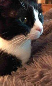 Black and white tuxedo cat for adoption in san diego ca