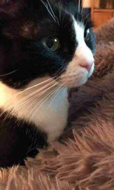 Black And White Tuxedo Cat For Adoption In San Diego CA
